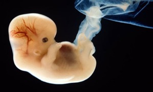 embryo